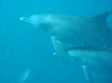 Dolphins near Kizimkazi, Zanzibar