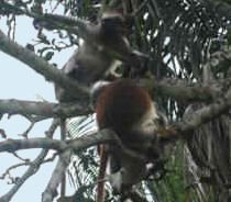 Red Colobus Monkey in Jozani Forest, Zanzibar
