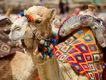 Algeria Hotel Reviews Algeria
