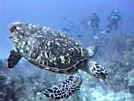 Check out the diving gallery @ Tropical Retreats. There's a whole new world under the ocean.