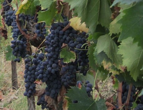 Chianti Classico Grapes