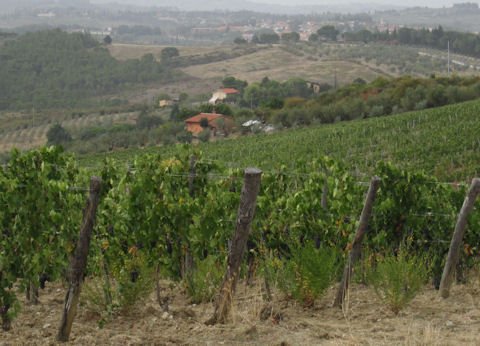 Chianti Classico - Hills of Tuscany