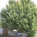 Send a tweet to the Plumas County CVB