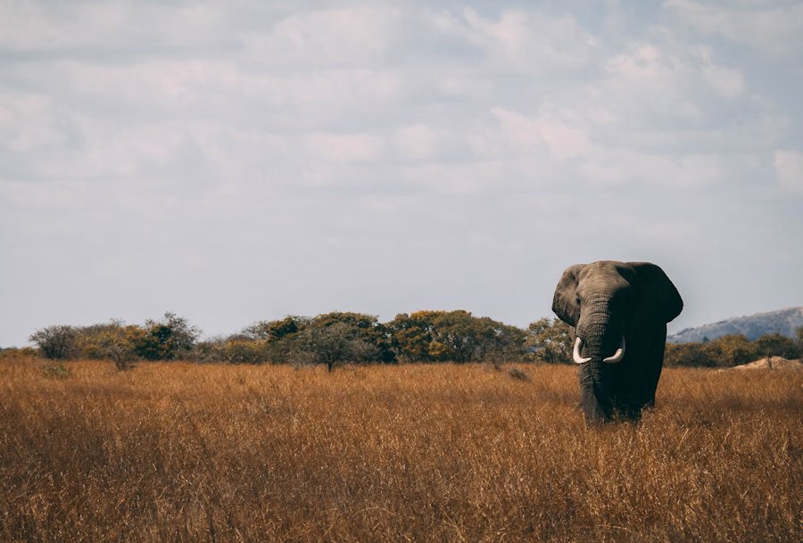 Elephant - Roaming The Wild