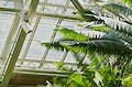 Garfield Park Conservatory - Tropical Escape