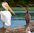 Inglewood Bird Sanctuary