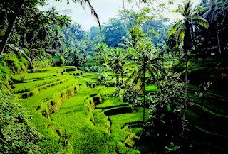 Bali Travel Guide
