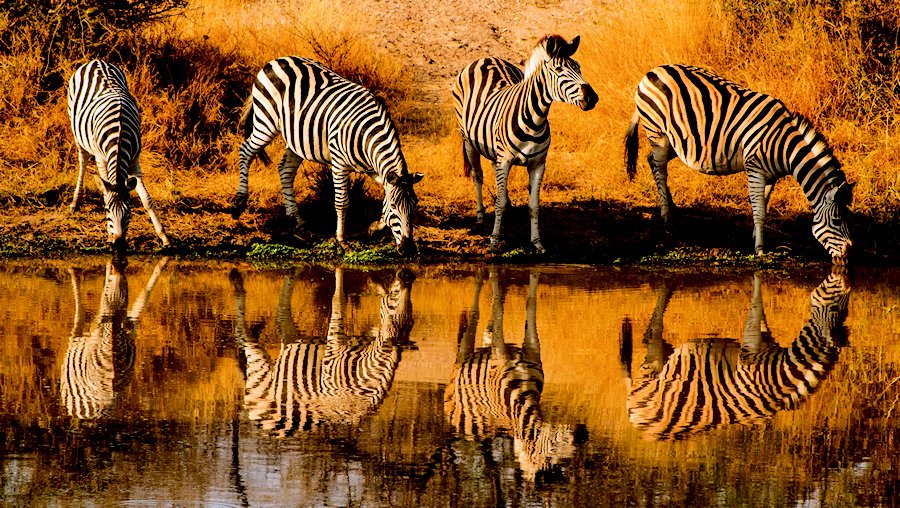 Kruger National Park, South Africa. See the full guide for travel tips and hidden gems on Travel Notes.