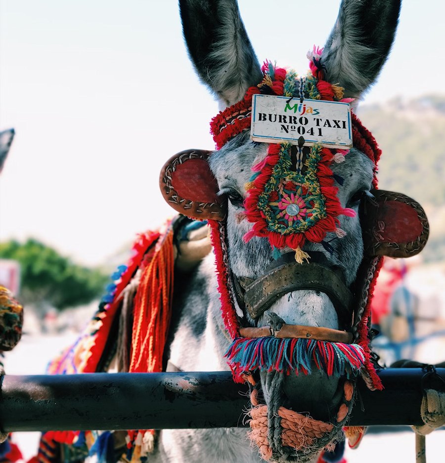 Burro Taxi - Mijas, Spain