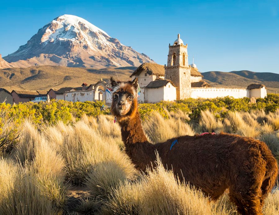 Alpaca in front of Nevado Sajama, Bolivia