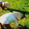 Paddy Fields, Vietnam - copyright Michel, Travel Notes