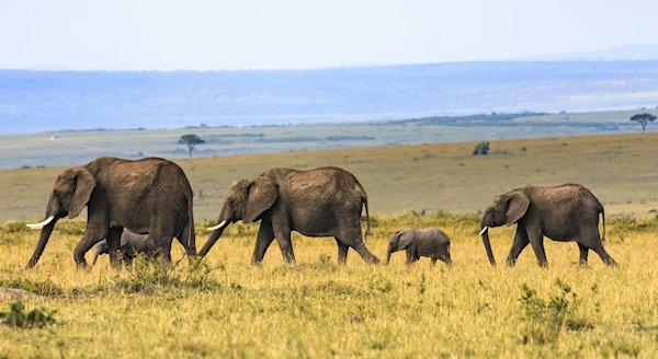 Elephants in Africa