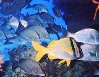 Diving in Cozumel.